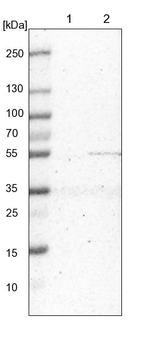 MRPS30 Antibody in Western Blot (WB)