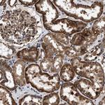 MRPS30 Antibody in Immunohistochemistry (IHC)