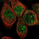 OLFML2A Polyclonal Antibody