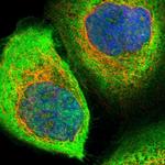 ZNF313 Antibody in Immunocytochemistry (ICC/IF)