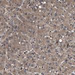 ZNF313 Antibody in Immunohistochemistry (Paraffin) (IHC (P))