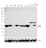 ZNF313 Antibody in Western Blot (WB)