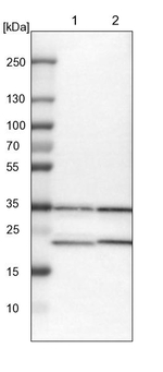 ZNF313 Antibody in Western Blot (WB)