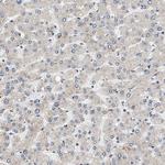 OBSCN Antibody in Immunohistochemistry (Paraffin) (IHC (P))