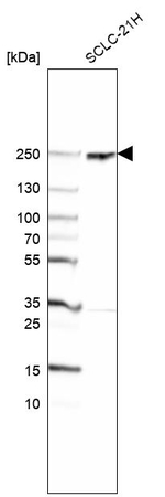 CROCC Antibody in Western Blot (WB)