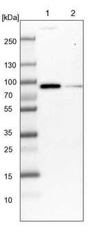 AJM1 Antibody in Western Blot (WB)