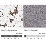 C9orf78 Antibody in Immunohistochemistry (IHC)