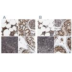 C9orf78 Antibody in Immunohistochemistry (IHC)