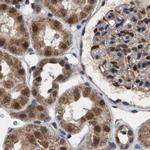C9orf78 Antibody in Immunohistochemistry (IHC)