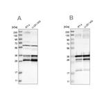 C9orf78 Antibody in Western Blot (WB)