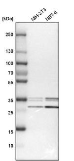 C9orf78 Antibody in Western Blot (WB)