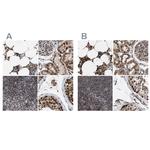 C9orf78 Antibody in Immunohistochemistry (IHC)