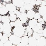 C9orf78 Antibody in Immunohistochemistry (IHC)