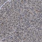 C9orf78 Antibody in Immunohistochemistry (IHC)