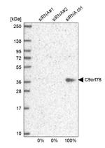 C9orf78 Antibody in Western Blot (WB)