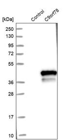 C9orf78 Antibody in Western Blot (WB)