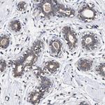 KRBA1 Polyclonal Antibody