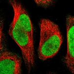 C9orf78 Polyclonal Antibody