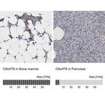 C9orf78 Antibody in Immunohistochemistry (IHC)