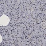 C9orf78 Antibody in Immunohistochemistry (IHC)