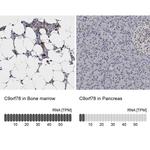 C9orf78 Antibody