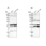 C9orf78 Antibody in Western Blot (WB)