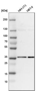 C9orf78 Antibody in Western Blot (WB)
