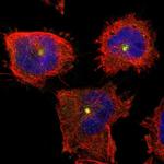 PTAR1 Polyclonal Antibody