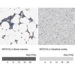 MYO1G Polyclonal Antibody