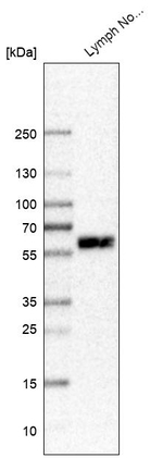 MYO1G Antibody in Western Blot (WB)