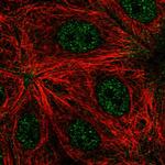 RNF208 Polyclonal Antibody