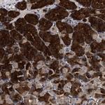 C9orf135 Polyclonal Antibody