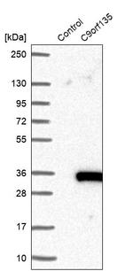 C9orf135 Antibody in Western Blot (WB)