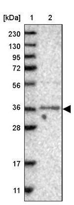 C9orf156 Antibody in Western Blot (WB)