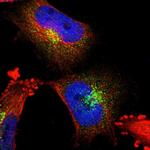 DPP2 Polyclonal Antibody