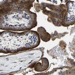 DPP2 Antibody in Immunohistochemistry (Paraffin) (IHC (P))