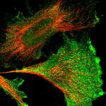 Niban-like protein Polyclonal Antibody