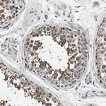 Niban-like protein Antibody in Immunohistochemistry (Paraffin) (IHC (P))