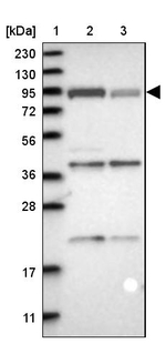 Niban-like protein Antibody in Western Blot (WB)