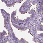 C7orf57 Antibody in Immunohistochemistry (Paraffin) (IHC (P))