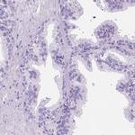 C7orf57 Antibody in Immunohistochemistry (IHC)