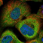 SAMD9 Antibody in Immunocytochemistry (ICC/IF)