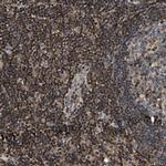 SAMD9 Antibody in Immunohistochemistry (IHC)