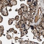 SAMD9 Antibody in Immunohistochemistry (Paraffin) (IHC (P))