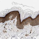 SAMD9 Antibody in Immunohistochemistry (Paraffin) (IHC (P))