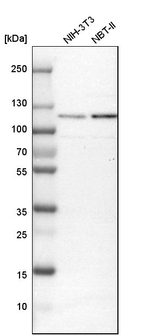 GCC1 Antibody in Western Blot (WB)