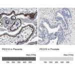 PEG10 Antibody