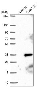 C9orf135 Antibody in Western Blot (WB)
