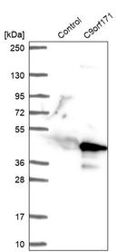 C9orf171 Antibody in Western Blot (WB)