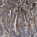 BLOC1S1 Antibody in Immunohistochemistry (IHC)